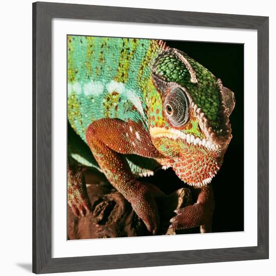 Chameleon-Linda Wright-Framed Photographic Print