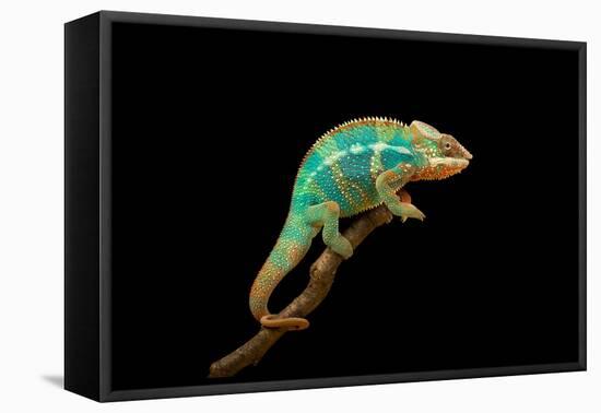 Chameleon-Mark Bridger-Framed Premier Image Canvas