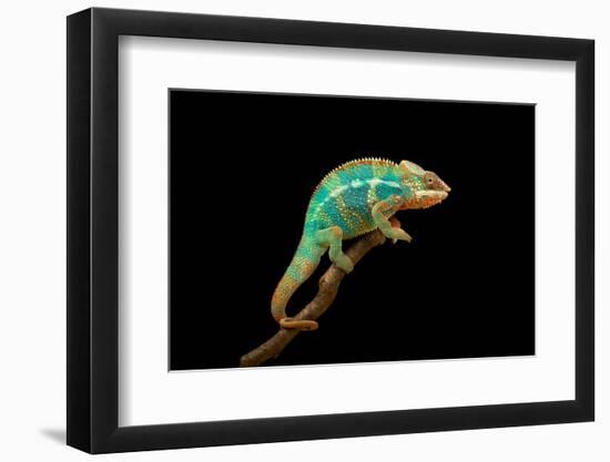 Chameleon-Mark Bridger-Framed Photographic Print