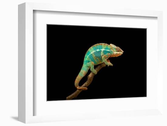 Chameleon-Mark Bridger-Framed Photographic Print