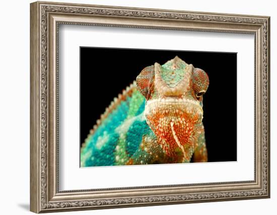 Chameleon-Mark Bridger-Framed Photographic Print