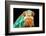 Chameleon-Mark Bridger-Framed Photographic Print