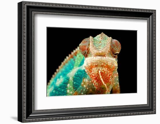 Chameleon-Mark Bridger-Framed Photographic Print