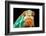 Chameleon-Mark Bridger-Framed Photographic Print