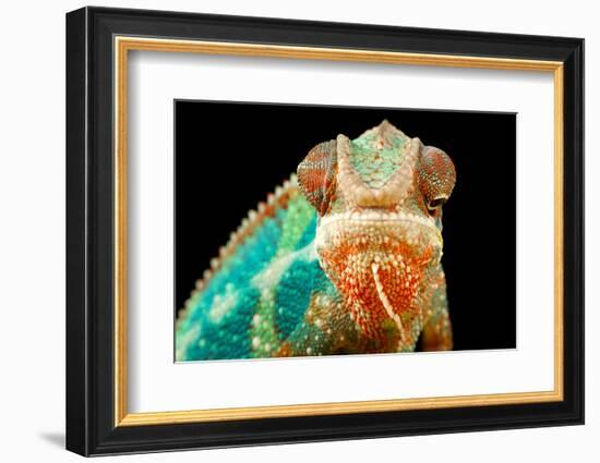 Chameleon-Mark Bridger-Framed Photographic Print