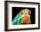 Chameleon-Mark Bridger-Framed Photographic Print