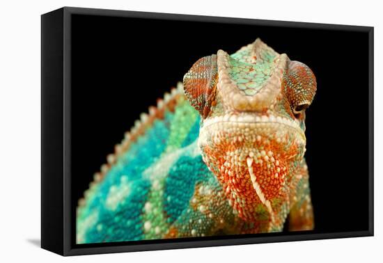 Chameleon-Mark Bridger-Framed Premier Image Canvas