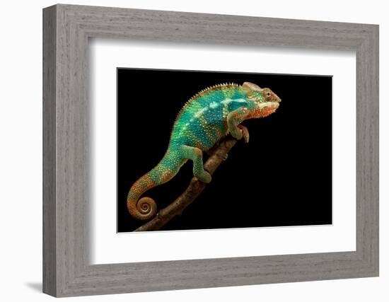 Chameleon-Mark Bridger-Framed Photographic Print