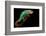 Chameleon-Mark Bridger-Framed Photographic Print