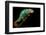 Chameleon-Mark Bridger-Framed Photographic Print