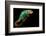 Chameleon-Mark Bridger-Framed Photographic Print