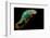 Chameleon-Mark Bridger-Framed Photographic Print