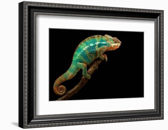 Chameleon-Mark Bridger-Framed Photographic Print