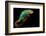 Chameleon-Mark Bridger-Framed Photographic Print