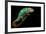 Chameleon-Mark Bridger-Framed Photographic Print