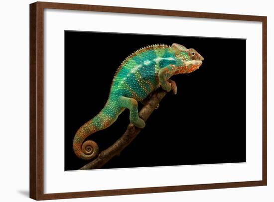 Chameleon-Mark Bridger-Framed Photographic Print