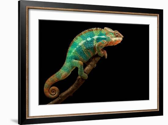 Chameleon-Mark Bridger-Framed Photographic Print