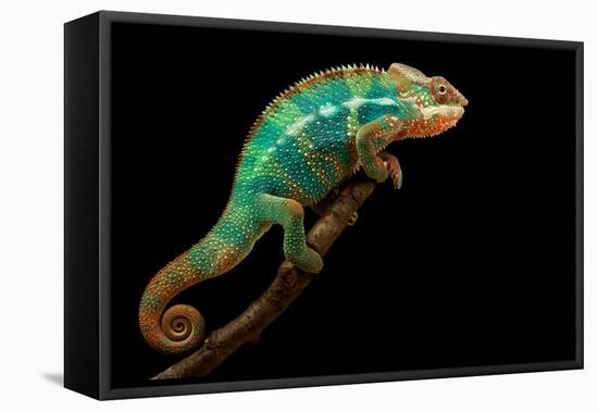 Chameleon-Mark Bridger-Framed Premier Image Canvas