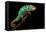 Chameleon-Mark Bridger-Framed Premier Image Canvas