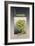 Chameleon-Harro Maass-Framed Giclee Print