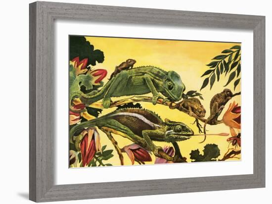 Chameleon-English School-Framed Giclee Print