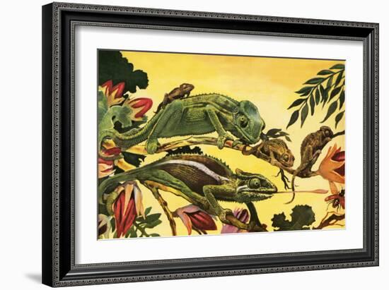 Chameleon-English School-Framed Giclee Print