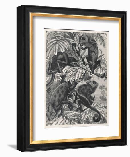 Chameleons in Foliage-null-Framed Art Print