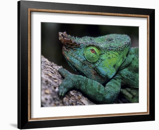 Chameleons in the Analamazaotra National Park, Madagascar-Daisy Gilardini-Framed Photographic Print