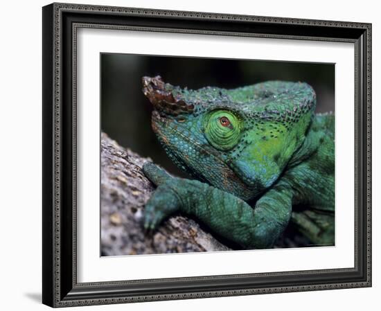 Chameleons in the Analamazaotra National Park, Madagascar-Daisy Gilardini-Framed Photographic Print