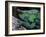 Chameleons in the Analamazaotra National Park, Madagascar-Daisy Gilardini-Framed Photographic Print