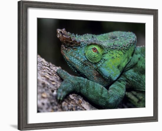 Chameleons in the Analamazaotra National Park, Madagascar-Daisy Gilardini-Framed Photographic Print