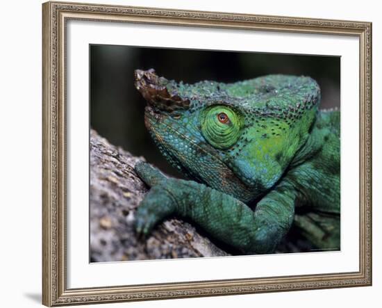 Chameleons in the Analamazaotra National Park, Madagascar-Daisy Gilardini-Framed Photographic Print