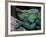 Chameleons in the Analamazaotra National Park, Madagascar-Daisy Gilardini-Framed Photographic Print