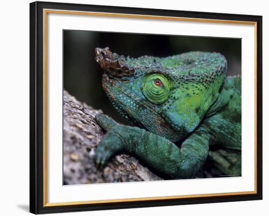 Chameleons in the Analamazaotra National Park, Madagascar-Daisy Gilardini-Framed Photographic Print