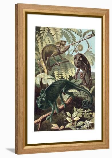 Chameleons or Chamaeleons by Alfred Edmund Brehm-Stefano Bianchetti-Framed Premier Image Canvas