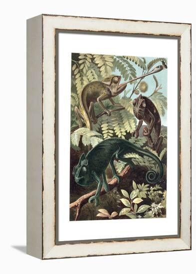 Chameleons or Chamaeleons by Alfred Edmund Brehm-Stefano Bianchetti-Framed Premier Image Canvas