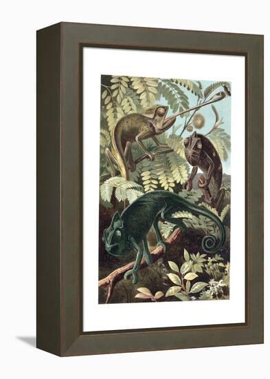 Chameleons or Chamaeleons by Alfred Edmund Brehm-Stefano Bianchetti-Framed Premier Image Canvas