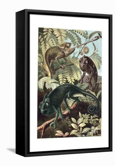 Chameleons or Chamaeleons by Alfred Edmund Brehm-Stefano Bianchetti-Framed Premier Image Canvas