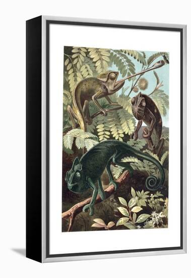 Chameleons or Chamaeleons by Alfred Edmund Brehm-Stefano Bianchetti-Framed Premier Image Canvas