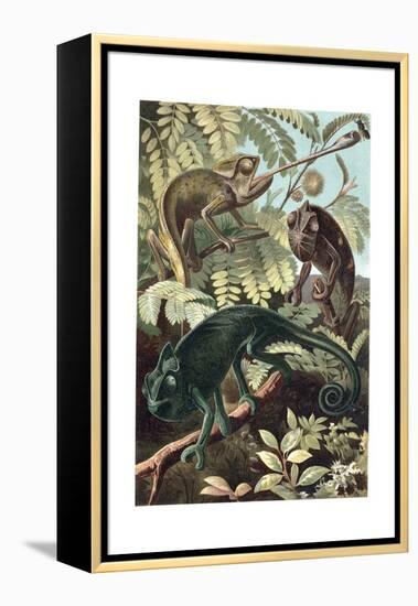 Chameleons or Chamaeleons by Alfred Edmund Brehm-Stefano Bianchetti-Framed Premier Image Canvas