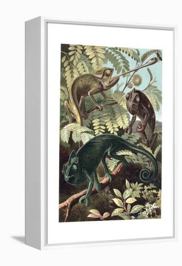 Chameleons or Chamaeleons by Alfred Edmund Brehm-Stefano Bianchetti-Framed Premier Image Canvas