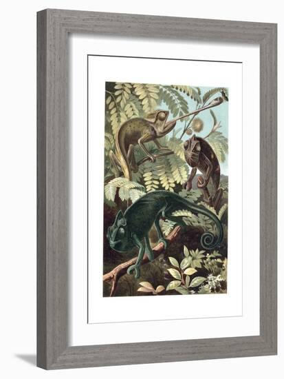 Chameleons or Chamaeleons by Alfred Edmund Brehm-Stefano Bianchetti-Framed Giclee Print