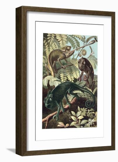 Chameleons or Chamaeleons by Alfred Edmund Brehm-Stefano Bianchetti-Framed Giclee Print