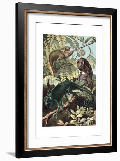 Chameleons or Chamaeleons by Alfred Edmund Brehm-Stefano Bianchetti-Framed Giclee Print