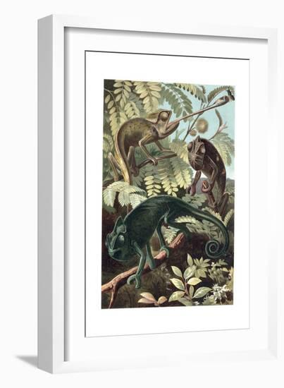 Chameleons or Chamaeleons by Alfred Edmund Brehm-Stefano Bianchetti-Framed Giclee Print