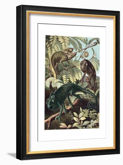 Chameleons or Chamaeleons by Alfred Edmund Brehm-Stefano Bianchetti-Framed Giclee Print