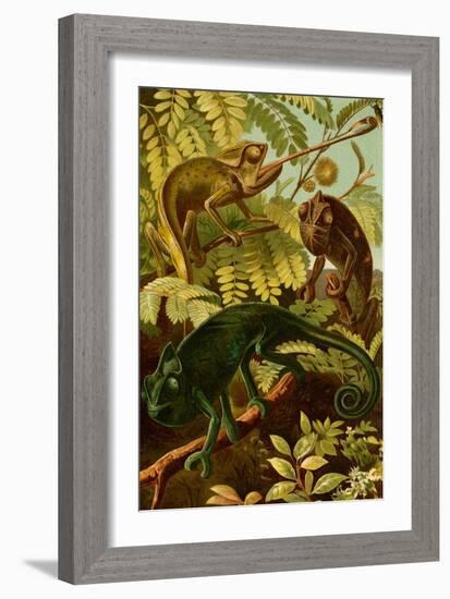 Chameleons-F.W. Kuhnert-Framed Art Print