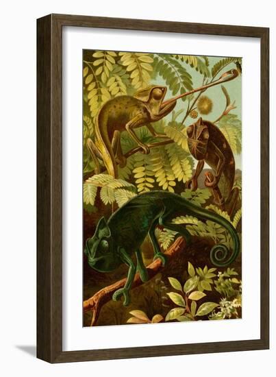 Chameleons-F.W. Kuhnert-Framed Art Print