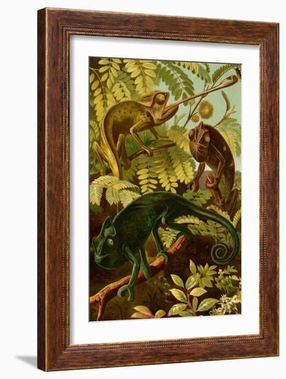 Chameleons-F.W. Kuhnert-Framed Art Print