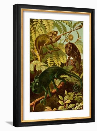 Chameleons-F.W. Kuhnert-Framed Art Print